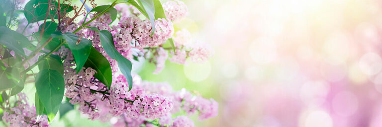 AdobeStock_syreenin_oksa_kukkia_violetti