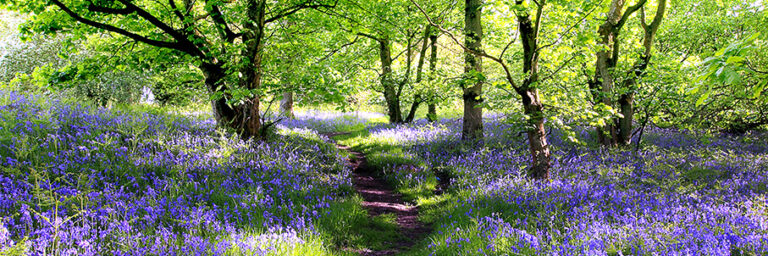 AdobeStock_kuva_kevät_metsäpolku_sinisiä_kukkia