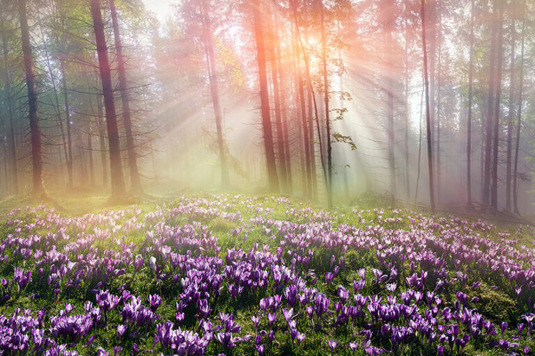 AdobeStock_kuva_kevät_metsä_violetti_kukkia